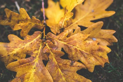 Yellow Spots On Oak Tree Leaves