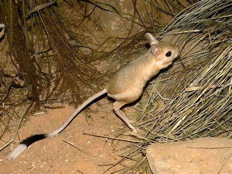 Greater Egyptian Jerboa - Learn About Nature