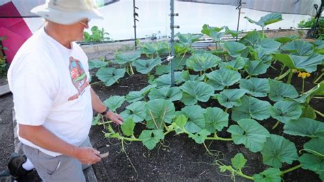 Pin by Katie Holker on Gardening | Pumpkin garden, Giant pumpkin ...