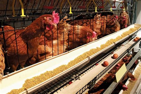 Culling In Poultry Production: What You Need To Know | Afrimash.com ...