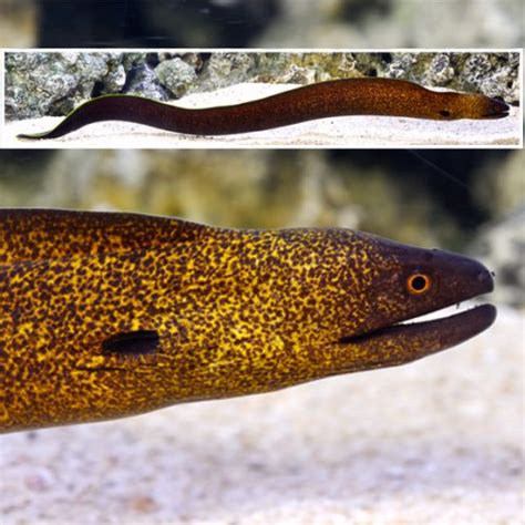 Yellow-Edged Eel