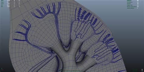 3d model of kidney anatomy