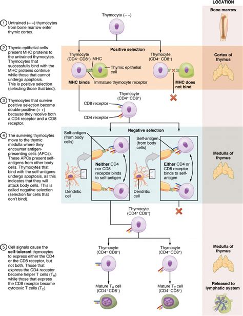 The Adaptive Immune Response: T lymphocytes and Their Functional Types ...