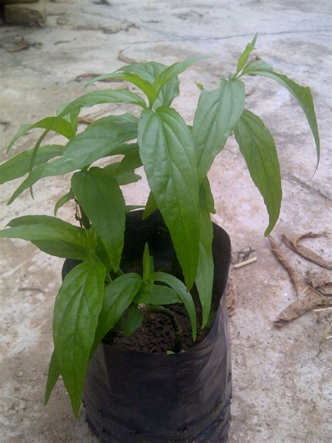 The Miracle of Sabah Snake Grass (Clinacanthus Nutans) 优遁草: How to grow ...