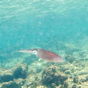 Caribbean reef squid - Facts, Diet, Habitat & Pictures on Animalia.bio