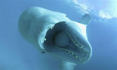 Ten Interesting Facts about Beluga Whales | Blog Posts | WWF