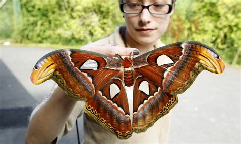 It's enorm-moth! This newly-emerged atlas moth shows off its huge 30cm ...