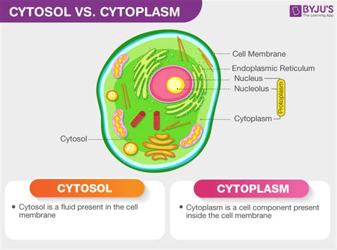 Difference Between Cytosol and Cytoplasm - An Overview