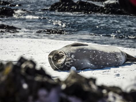 Foca de Weddell | Datos, fotos y más sobre Foca de Weddell