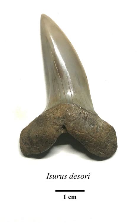 Isurus desori - Members Gallery - The Fossil Forum