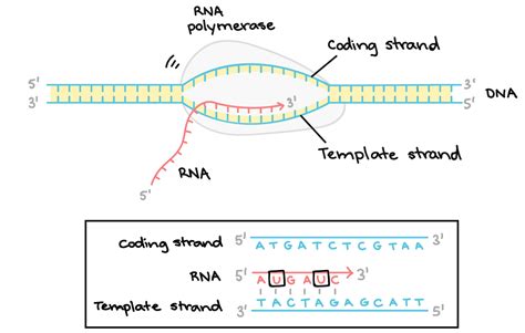 DNA -Transcription - Heredity : 네이버 블로그