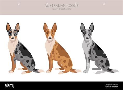 Australian koolie clipart. Different poses, coat colors set. vector ...