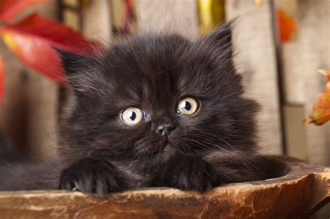 National Black Cat Day 2016: Why don't people adopt black cats?