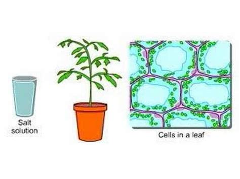 Plant Cell Diffusion And Osmosis : Diffusion And Osmosis Chapter 2 ...