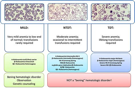 Frontiers | New Insights Into Pathophysiology of β-Thalassemia