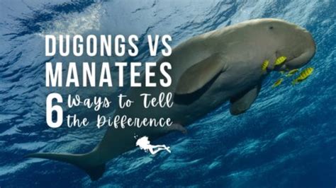 Dugong vs Manatee – 6 Ways to Tell the Difference