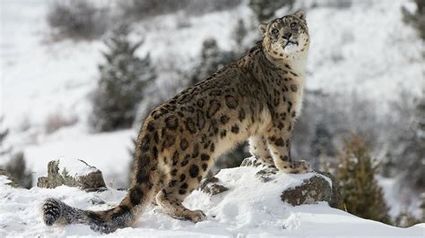 El leopardo de las Nieves, ¡un leopardo que no ruge!