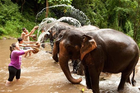 Chiang Mai : Ethical Elephant Sanctuary (Bathing and Chilling) - TakeMeTour