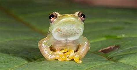 ‘Fantastic’ Finding Uncovers Silent Frog Species That ‘Doesn’t Croak ...