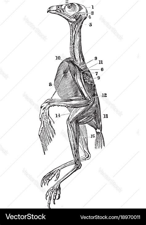 Superficial muscles of a hawk vintage Royalty Free Vector