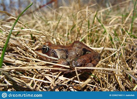 Spotted A Frog Chilling On A Leaf Stock Image | CartoonDealer.com ...