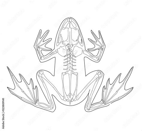 Frog skeletal system on a white background sketch hand drawing vector ...