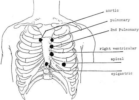 Precordium