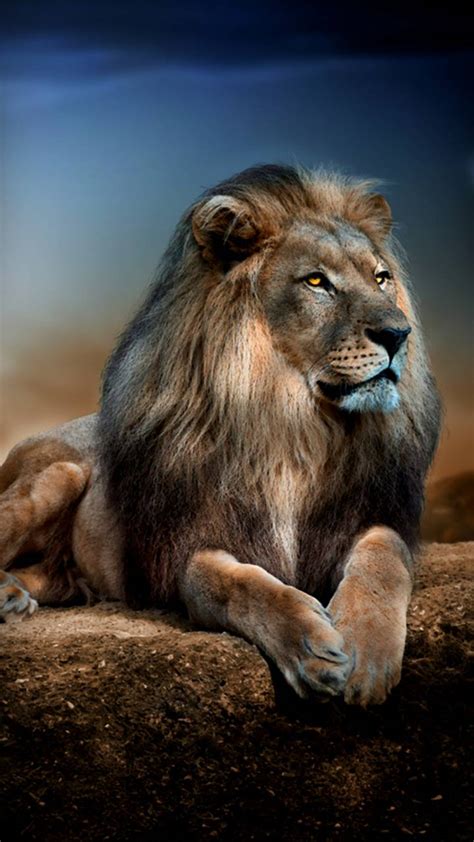 Majestic Lion Wallpapers - Top Free Majestic Lion Backgrounds ...