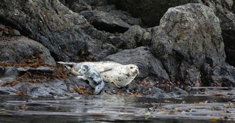 World-Class Wildlife in the Pacific Northwest | Island Adventures