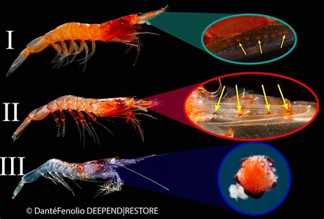 Study of shrimp eyes opens window into life in the deep sea | Coastal ...