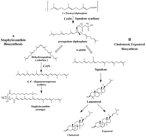 Staphyloxanthin Inhibitors | Encyclopedia MDPI