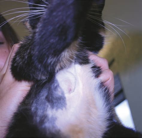 Mammary Tumours in the Cat: Size matters, so early intervention saves ...