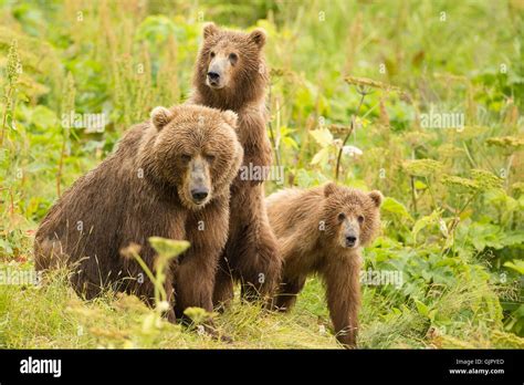 Kodiak Brown Bear cubs seek protection behind their mother on Kodiak ...