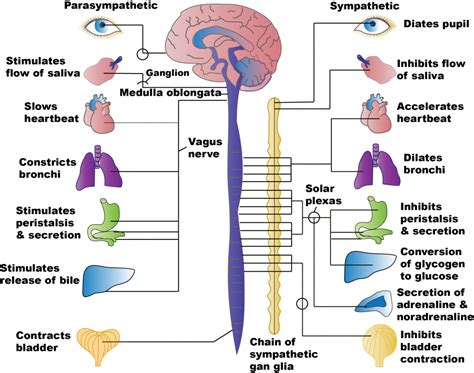 A Parasympathetic Stimulating Medication Would Be Good for Which ...