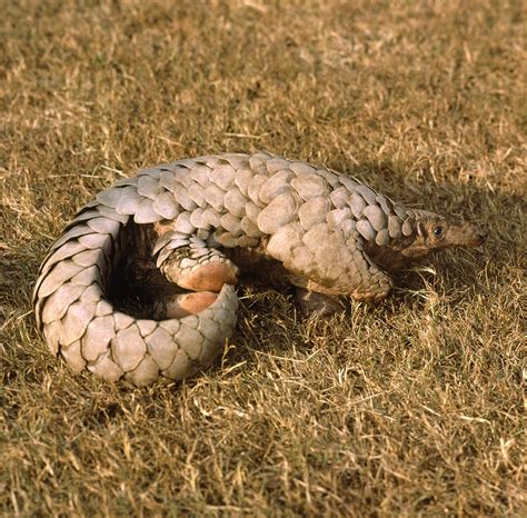 Indian pangolin - Pangolin Specialist Group