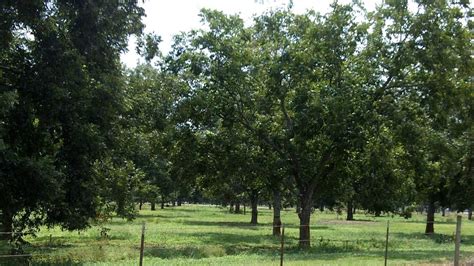 How to care for pecan trees