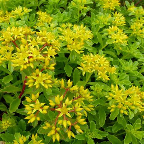 Sedum Kamtschaticum Drought Tolerant Russian Stonecrop Ground Cover ...