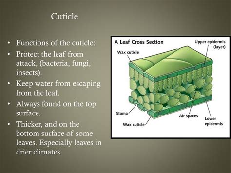 PPT - Plants PowerPoint Presentation, free download - ID:3119657