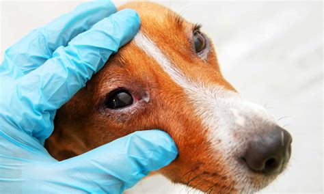 Red Eyes In Dogs: Causes, Symptoms, And Solutions - AZ Animals