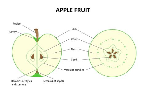 Premium Vector | The internal structure of the fruit of the apple tree ...