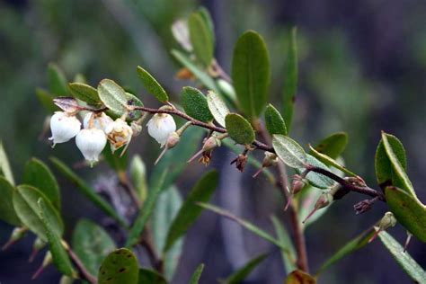 Plants Of The Taiga: A List Of Taiga Plants With Pictures & Facts