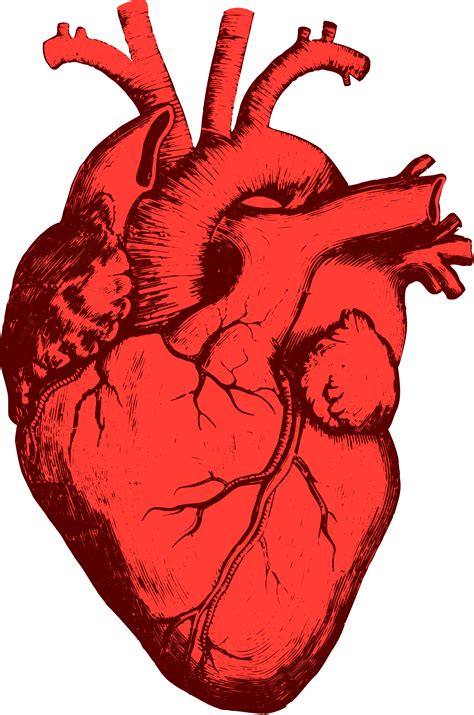 Real Heart Vector at GetDrawings | Free download