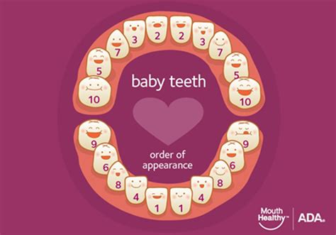 Teething | MouthHealthy - Oral Health Information from the ADA