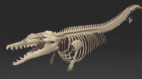 Dinosaur basilosaurus skeleton skull 3D model - TurboSquid 1597145