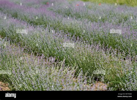 Rows of lavender bushes in a garden Stock Photo - Alamy