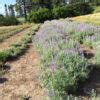 Silky Lupine (Lupinus sericeus)- Great Basin Seeds