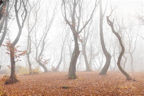 The Scariest and Most Haunted Forests on the Planet