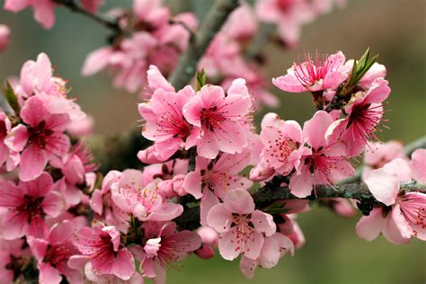 apple, Tree, Bright, Spring, Pink, Flowers, Petals, Blossoms, Tender ...