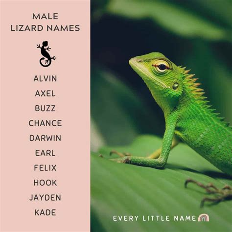 300+ Best Lizard Names (Cute, Funny, and Cool) - Every Little Name