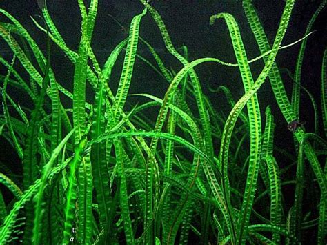 Aponogeton Ulvaceus Bulb – African Aquarium Plant | Aquarium Plants